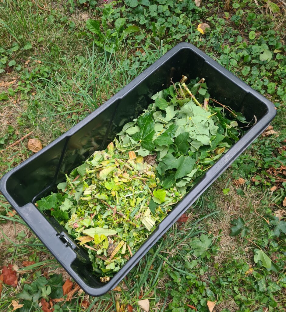 Gefüllte Fangbox des Atika Walzenhäckslers mit gequetschtem Schnittgut und Mulch